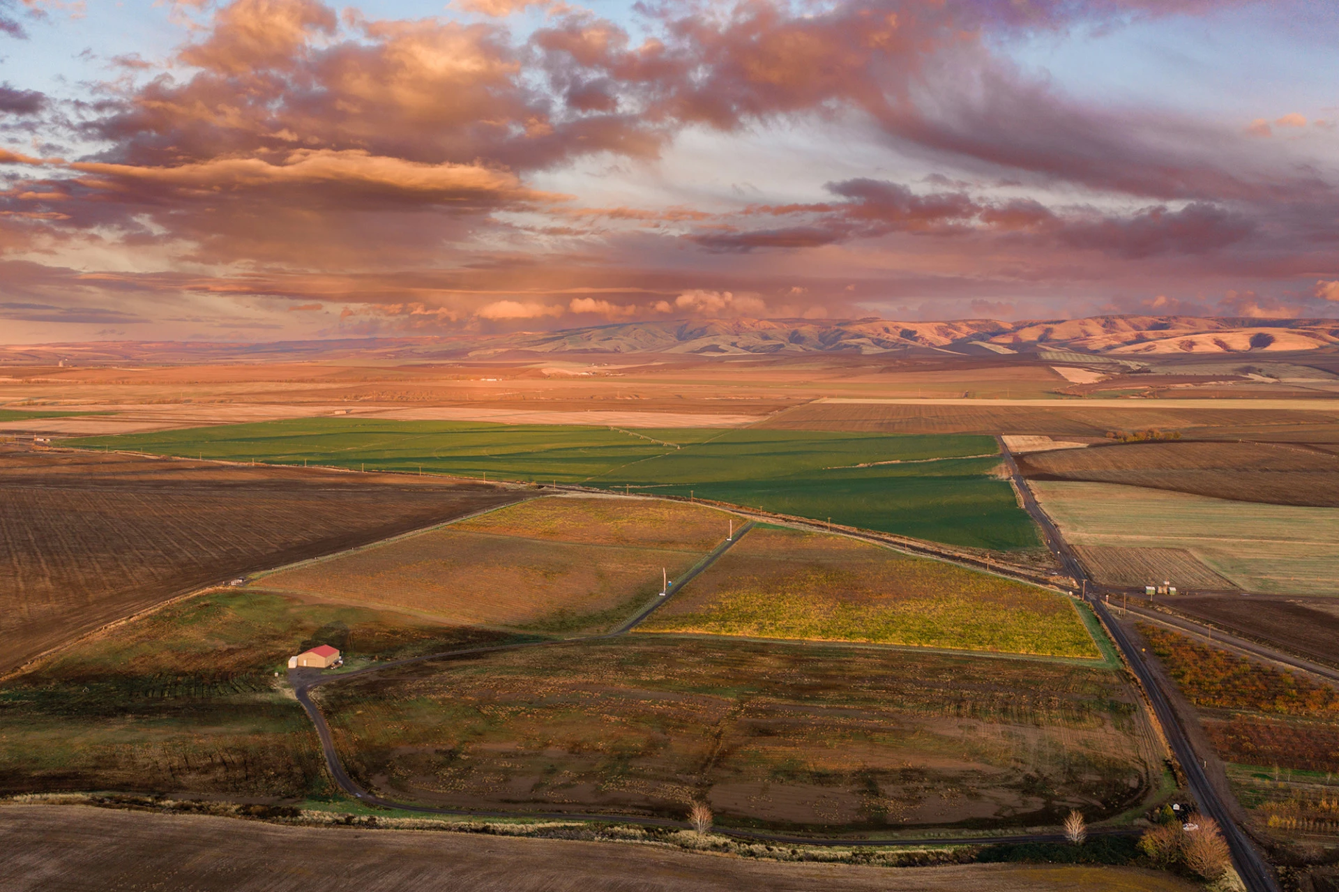 Aerial View of Wheatfield Vines Vineyard