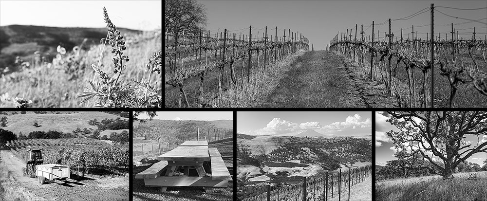 Collage of photos at Windhorse Vineyard