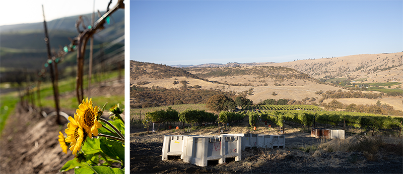 Two photos at Windhorse. Yellow flowers on mountainside with grape vines in background. Windhorse at harvest time with harvest bins.