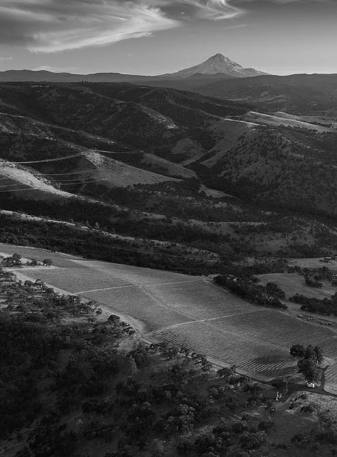 2024_Windhorse_Vineyard_bw