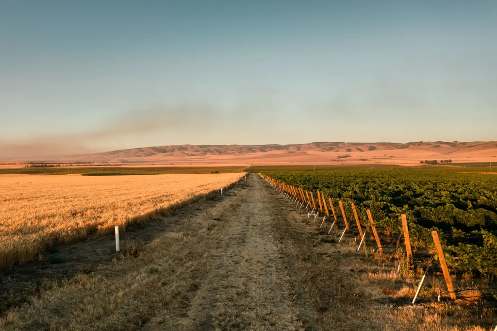 wheatfield vines vineyard view of vines and wheatfield