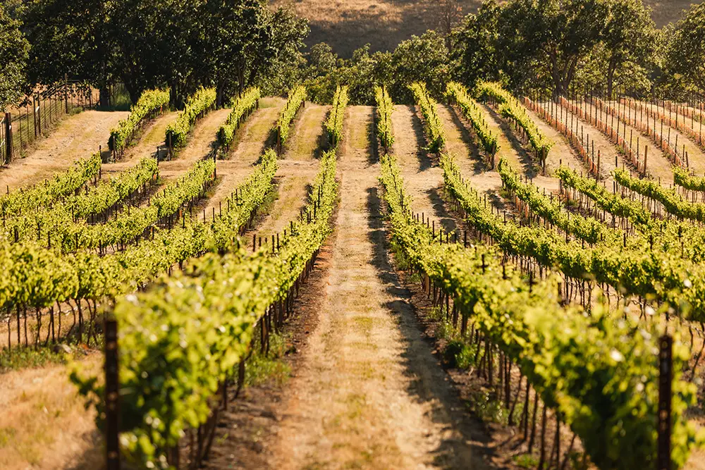 Windhorse Vineyard view down rows of vines