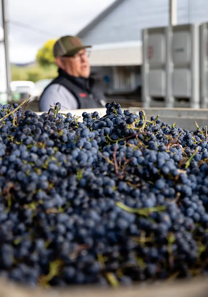 Pile of grapes at winery
