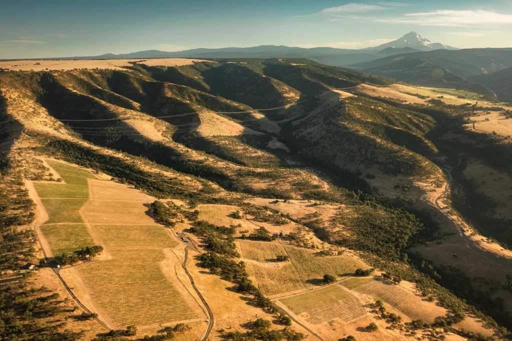 Windhorse vineyard with mt hood in background